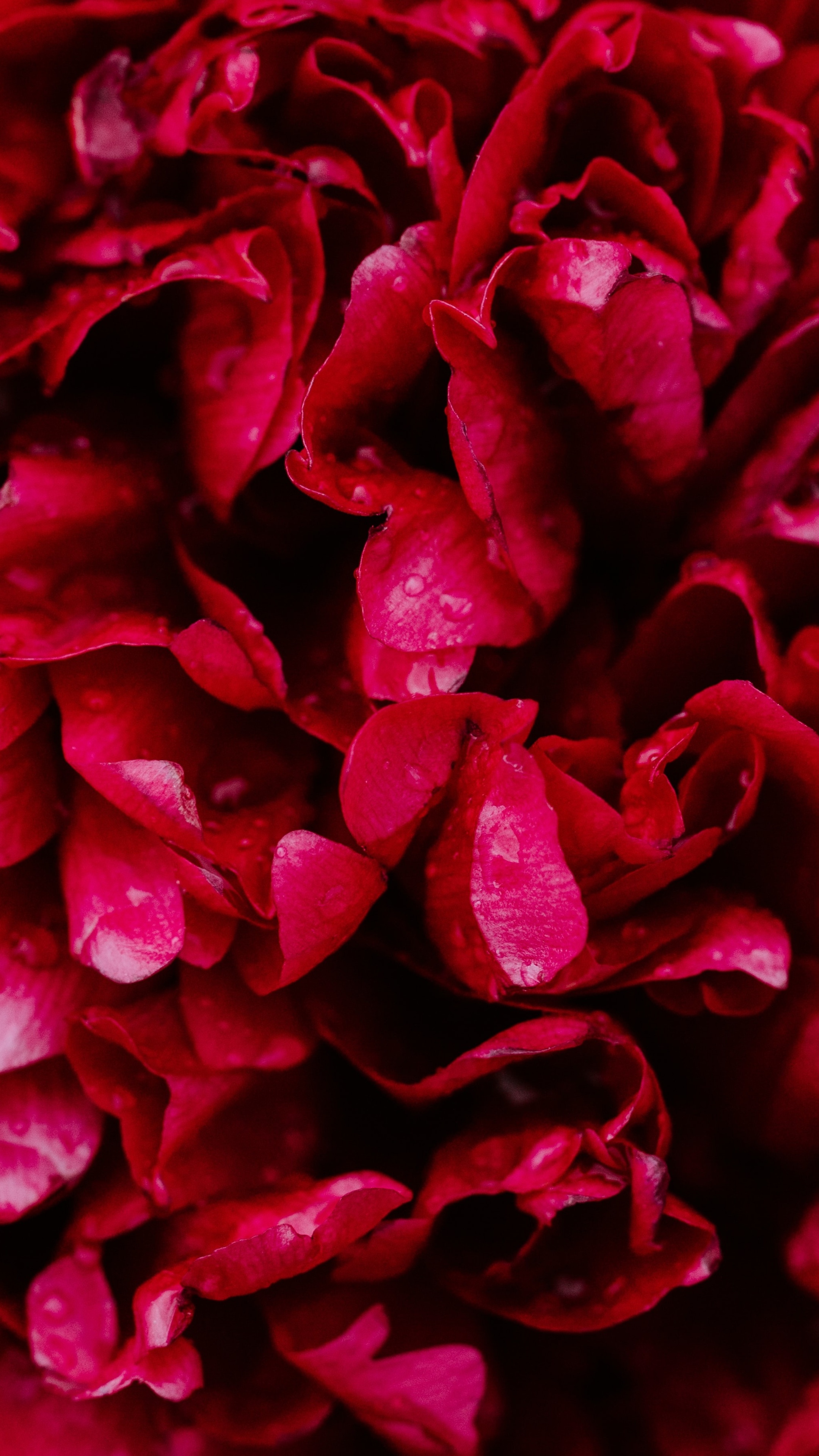دانلود والپیپر گل رز قرمز فوتو والپیپر2k